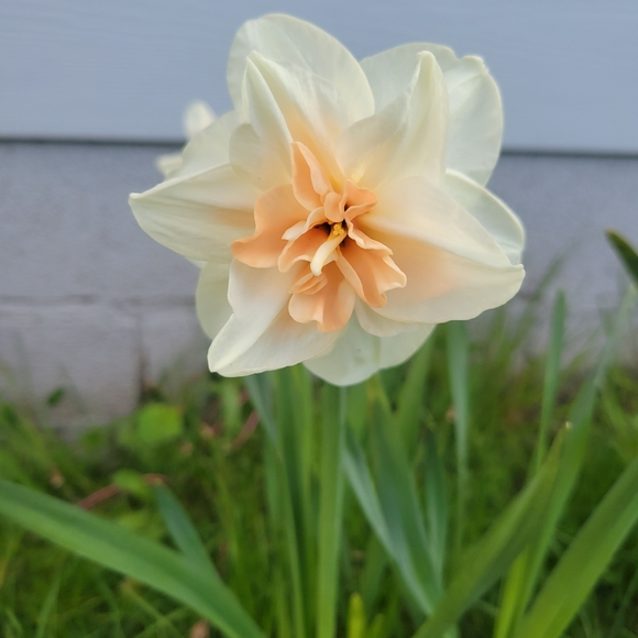 Meet your Posher, Bianca - Picture 1 of 1